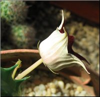 Huernia urceolata x Huernia keniensis cote